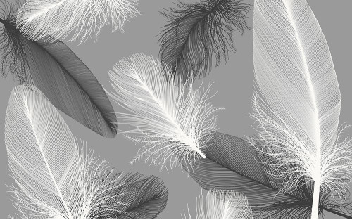 Абстрактные 3D фотообои в спальню, гостиную Белые и черные перья